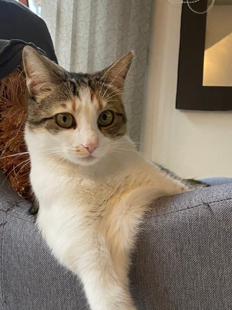 CleoCatra supervising my work